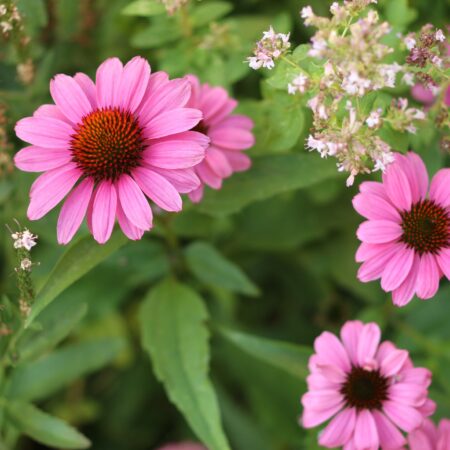 Pinkfarbene Echinacea in einem Pflanztopf
