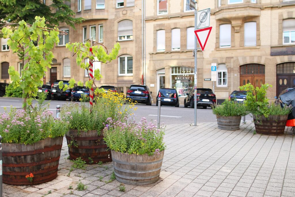 Ansicht des Traubenplätzles mit Pflanzkübeln