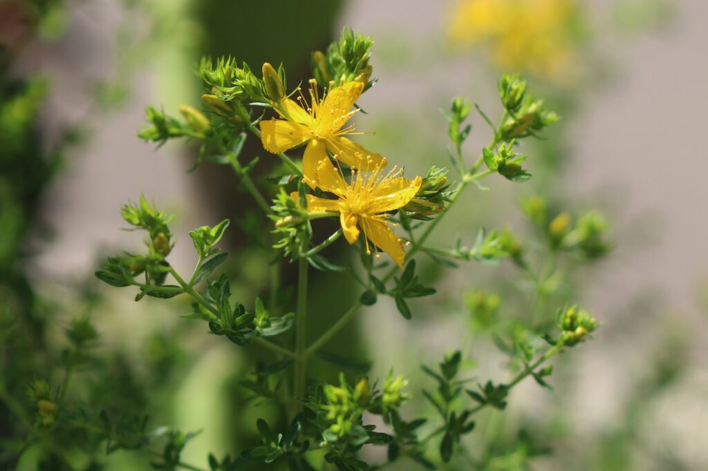Gelbes Johanniskraut leuchtet in der Sonne